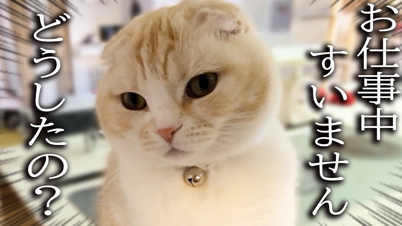 ニャーニャー騒いで何かを伝えにきた子猫について行くと...