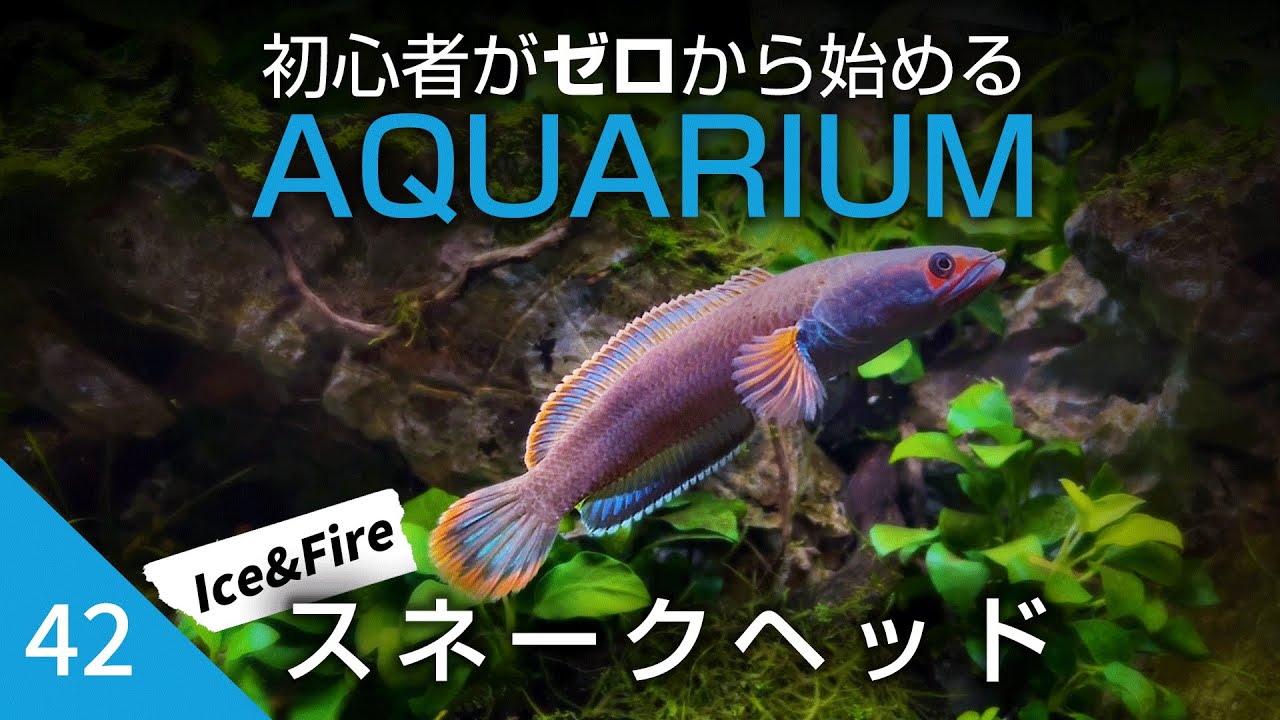 初心者がゼロから始めるアクアリウム【42】アイスファイヤースネークヘッドお迎え!!!