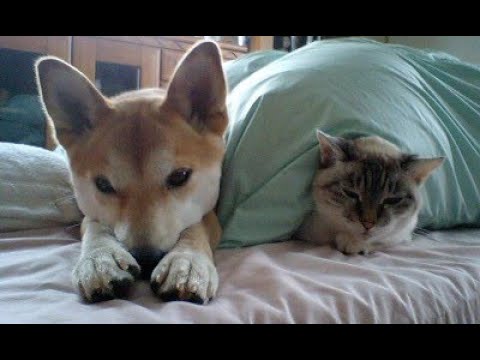 【16歳の日本犬】ねこけん　猫のような犬　#6