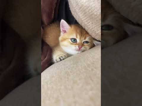 3ヶ月間の成長記録【ブリティッシュショートヘアの金時くん】#Shorts