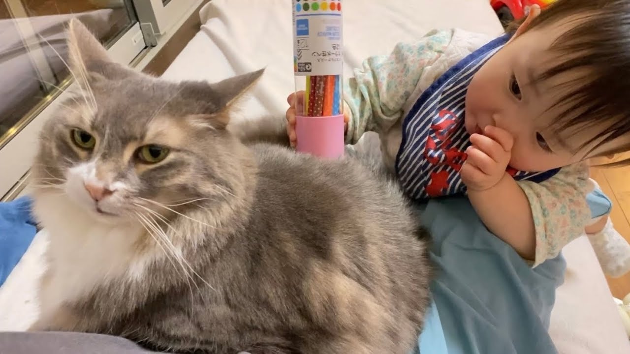 赤ちゃんと争奪戦を繰り広げる猫　ノルウェージャンフォレストキャットA cat fighting a baby. Norwegian Forest Cat.