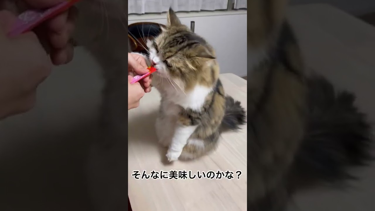 サイベリアン子猫が興奮してチュールにかぶりつく動画#shorts