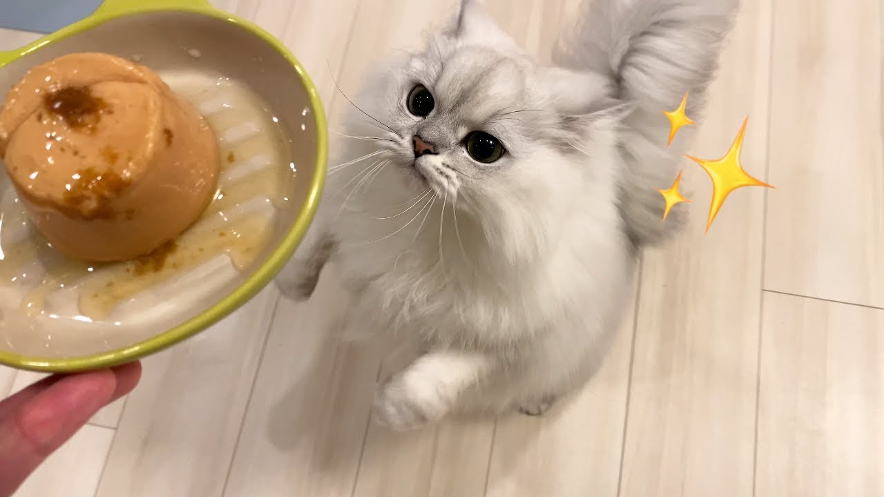 初めてのちゅ〜るタワーに興奮する猫！