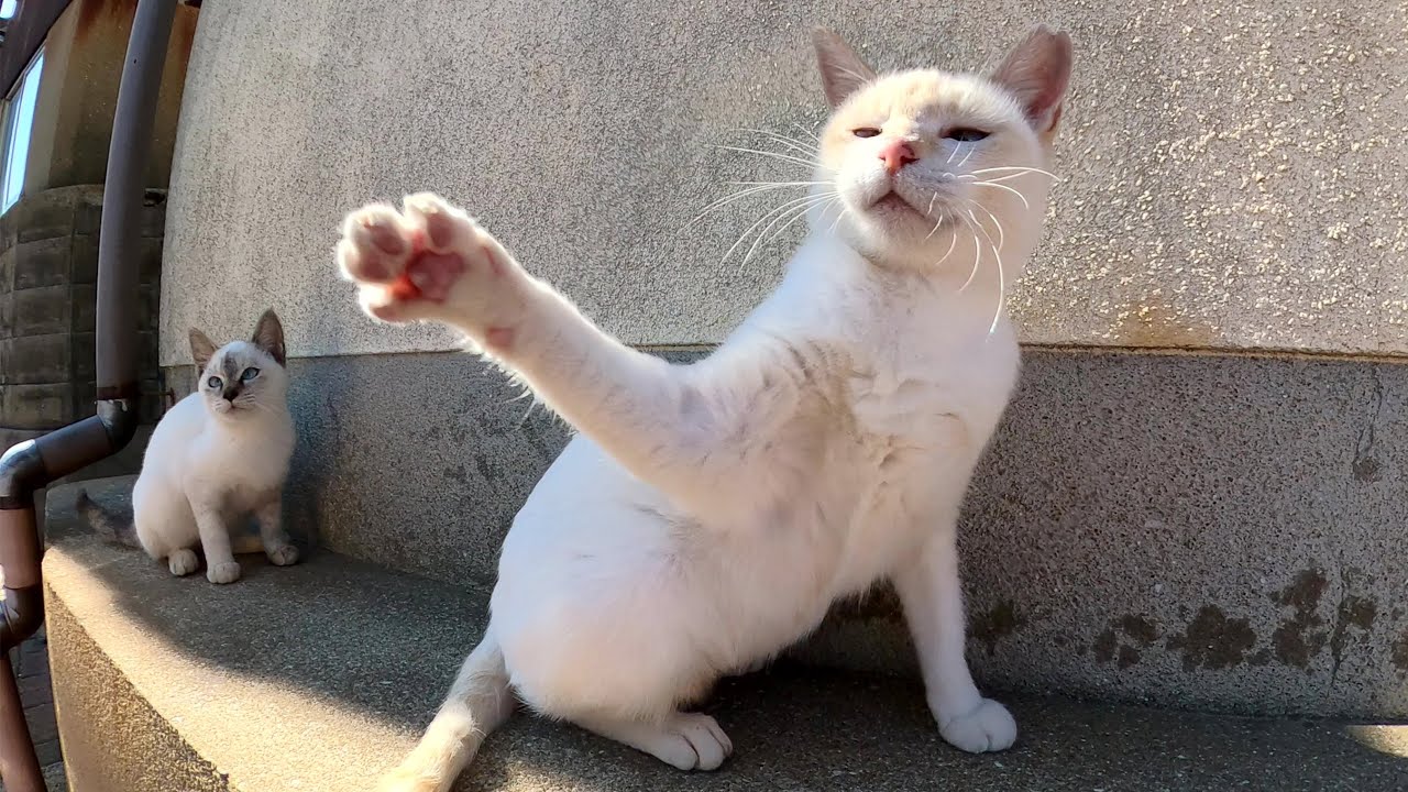 ツンデレなシャム猫一族が路地裏に次々と集まってきた