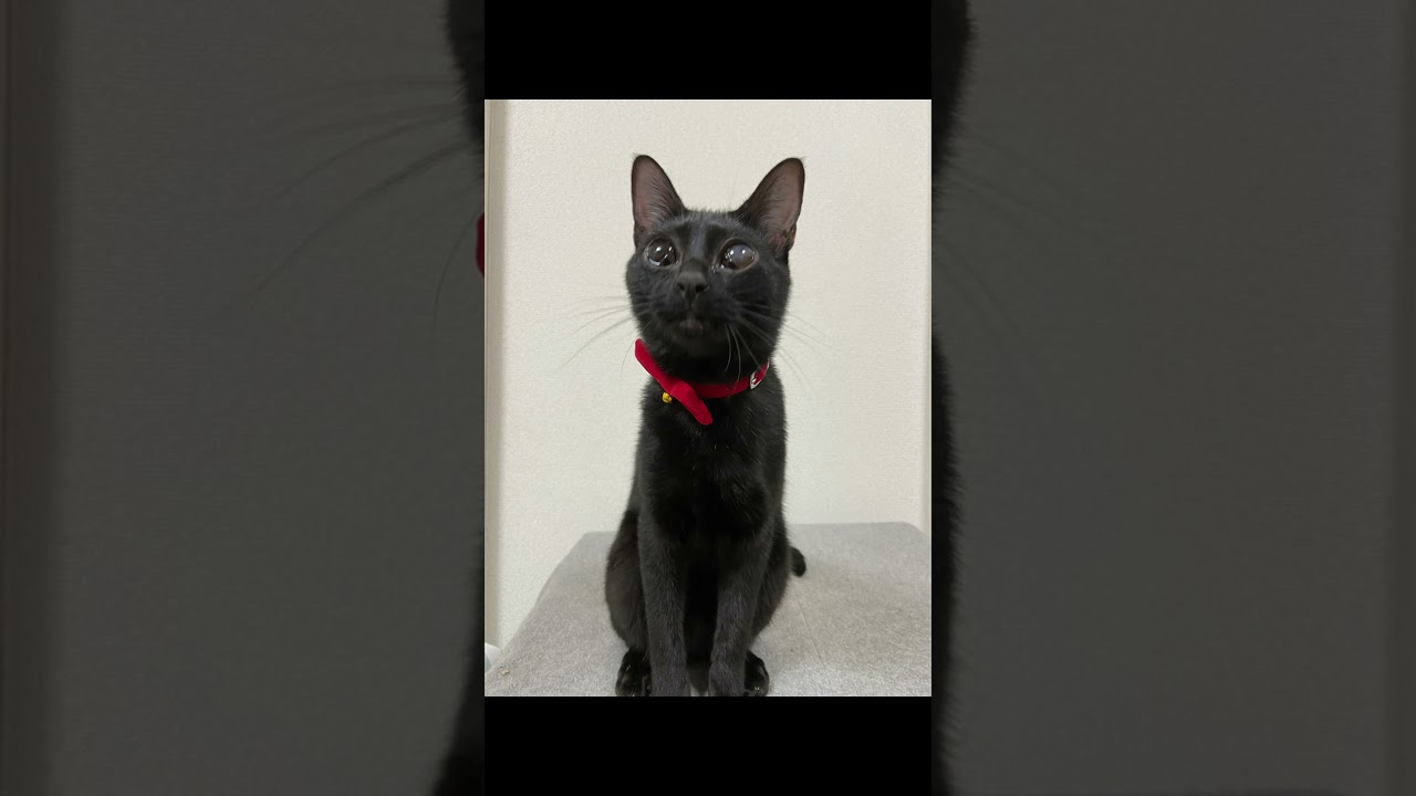 おこげの成長ダイジェスト #cat #保護猫 #黒猫