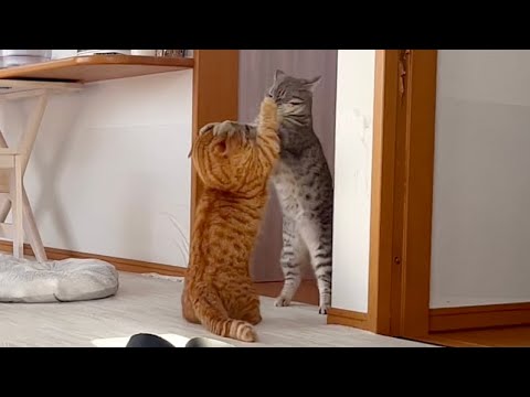 茶々パパ、大ハッスル！マンチカンダッシュがかわいすぎる！