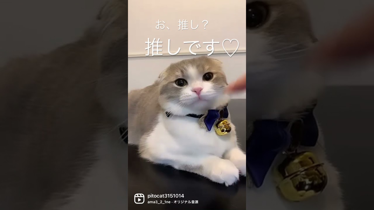 推し♡#猫#猫自慢#スコティッシュフォールド#cat#scottishfold#shorts