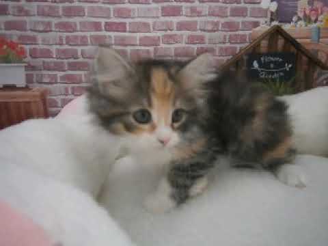 622043 ノルウェージャン・フォレストキャット