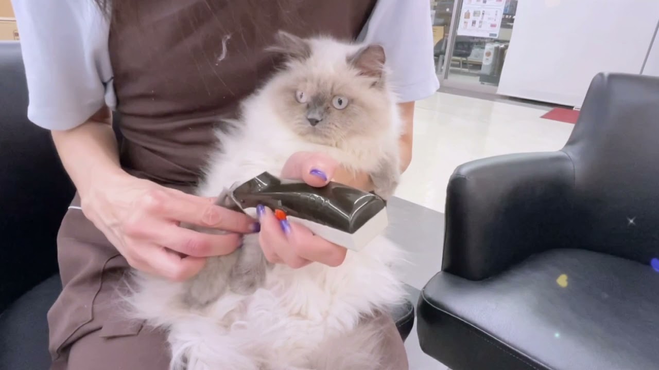 312054 ヒマラヤン　女の子　毛色:ブルーポイント　2021.4.20生まれ　埼玉県