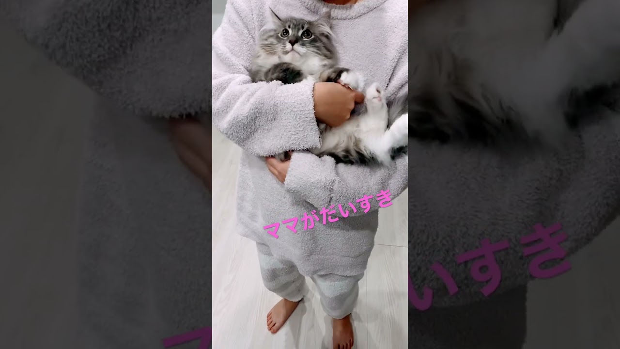 上目遣いで悩殺してくる子猫#shorts #ねこ動画 #サイベリアン #cat