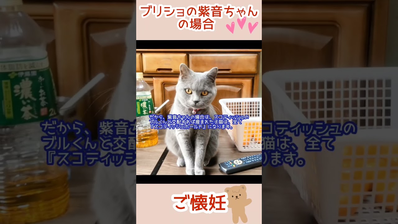 No.0407【ニャンコとの幸せな時間Part19】ブリティッシュショートヘアの紫音ちゃんの場合
