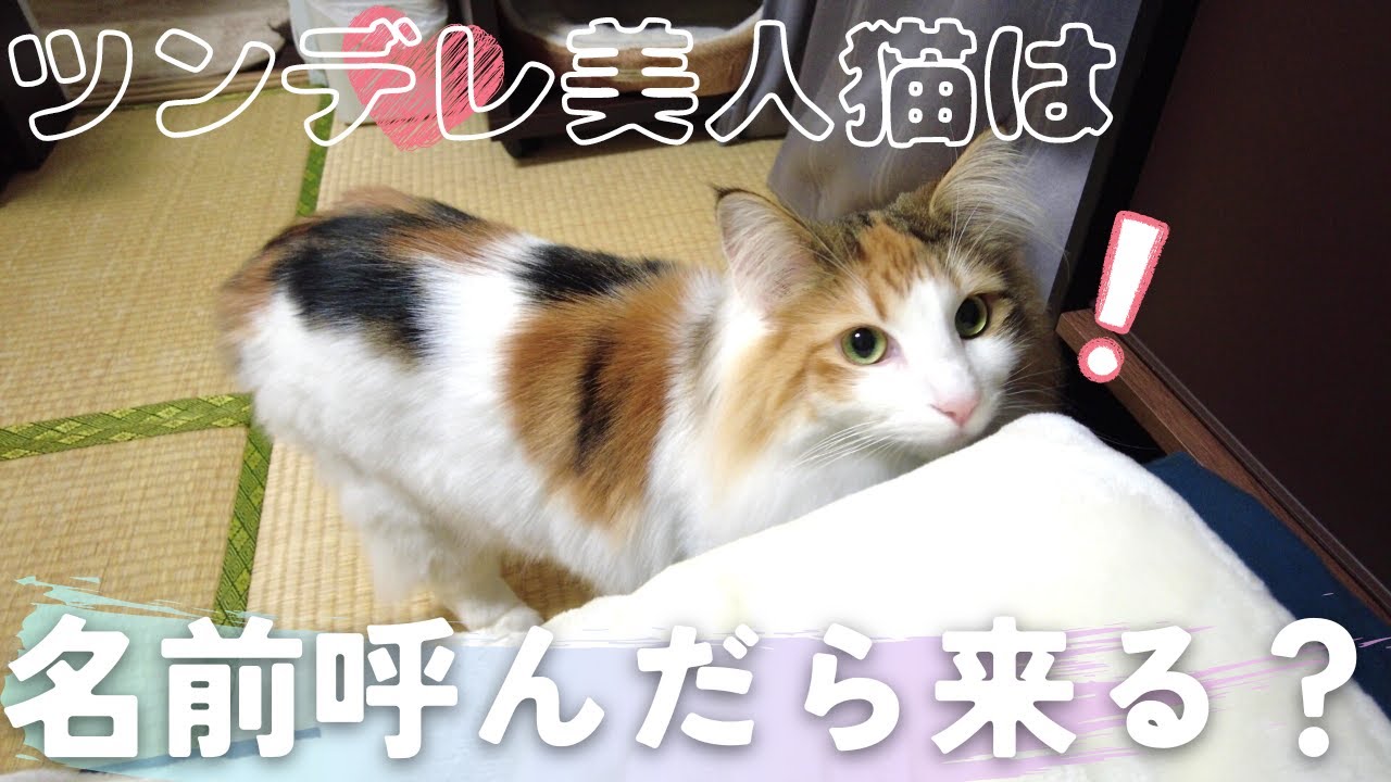 名前呼びテストした結果予想外の反応をする甘えん坊猫が可愛すぎた…【保護猫/シャム猫/シャムミックス・ノルウェージャンフォレストキャット】