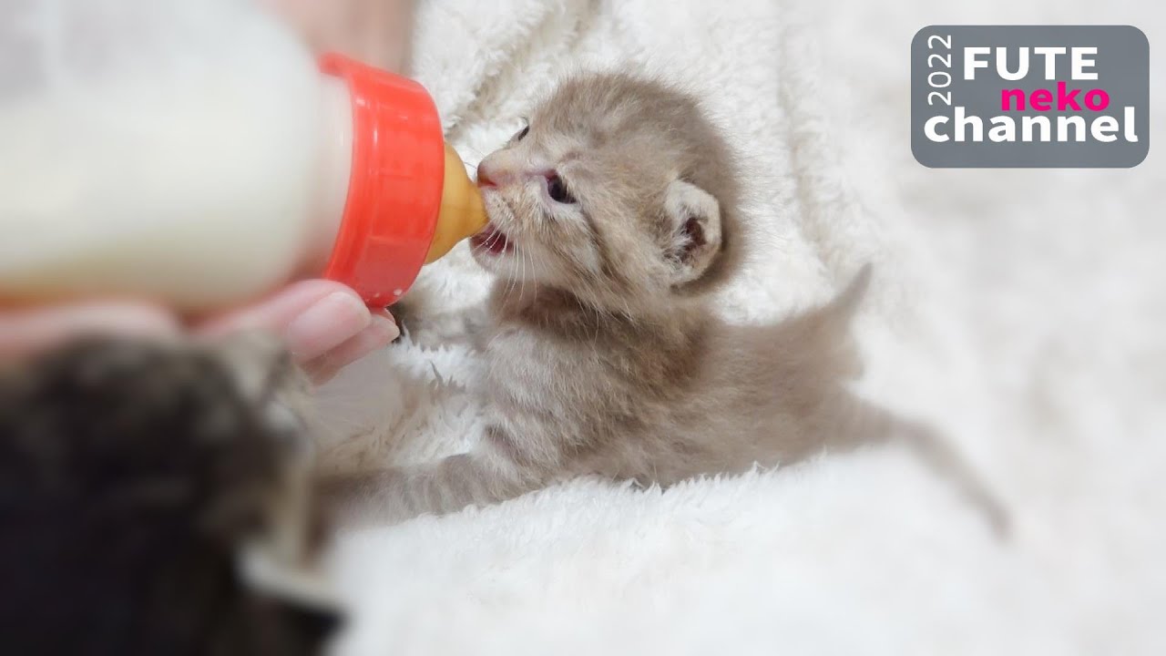 ミルクを飲みにワラワラやって来る仔猫【保護子猫】