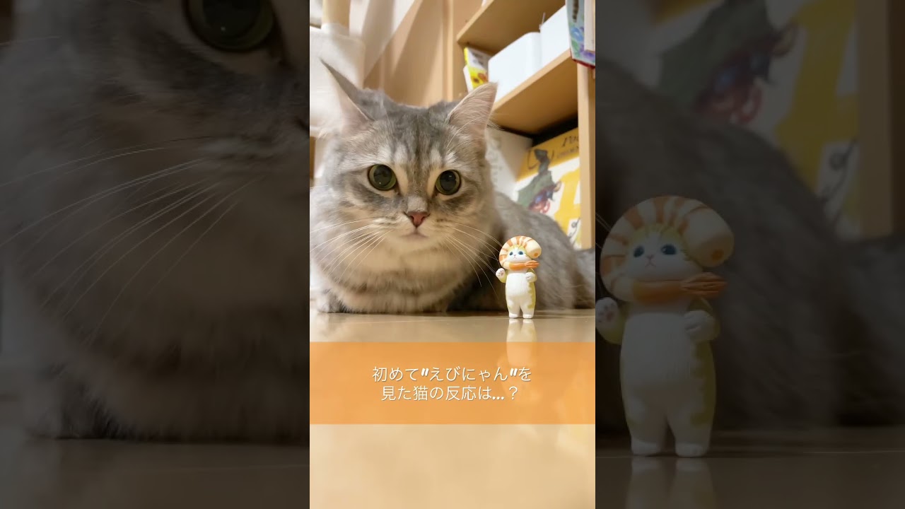 マンチカンとえびにゃん🦐 #cat #kitten #短足  #マンチカン #ミヌエット #仔猫 #癒し