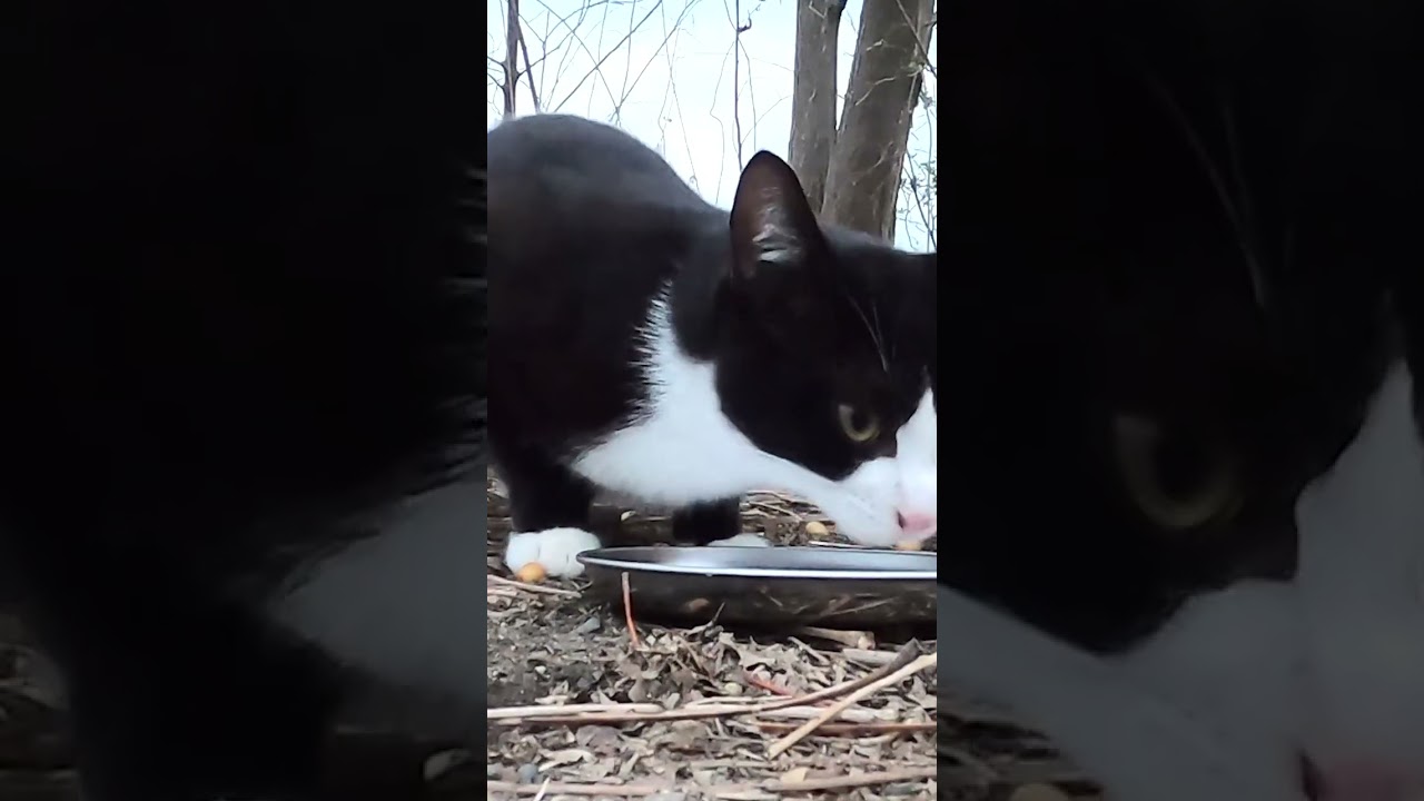 茶猫とハチワレ猫が美味しそうに食べた。Brown cat and Hachiware cat ate deliciously.  Vol.544