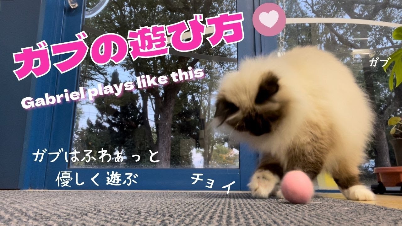 同じバーマン猫でも個性が違う【ガブの遊び方】Gabriel plays like this（バーマン猫）Birman/Cat