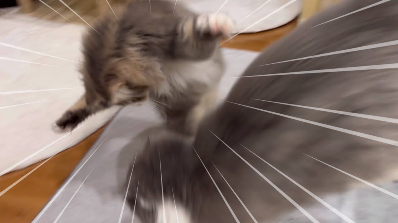 【元気もりもり】ハイになりすぎて、飛びかかっちゃうノルウェージャンフォレストキャットww