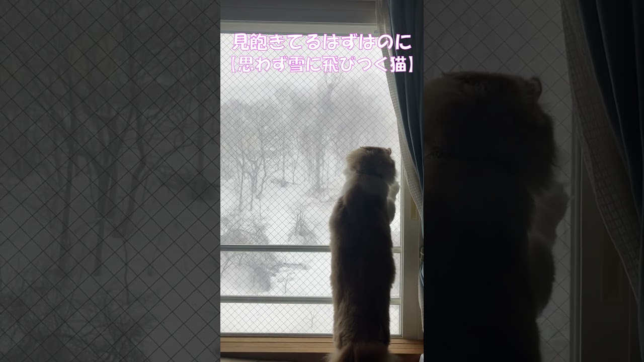 思わず雪に飛びつく猫 #shorts  #猫 #アメリカンカール #cat