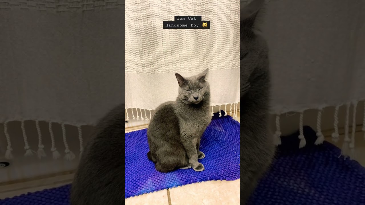 Tom Cat Russian Blue Manx kitty with no tail… handsome boy #cat #catshorts #meow #russianblue