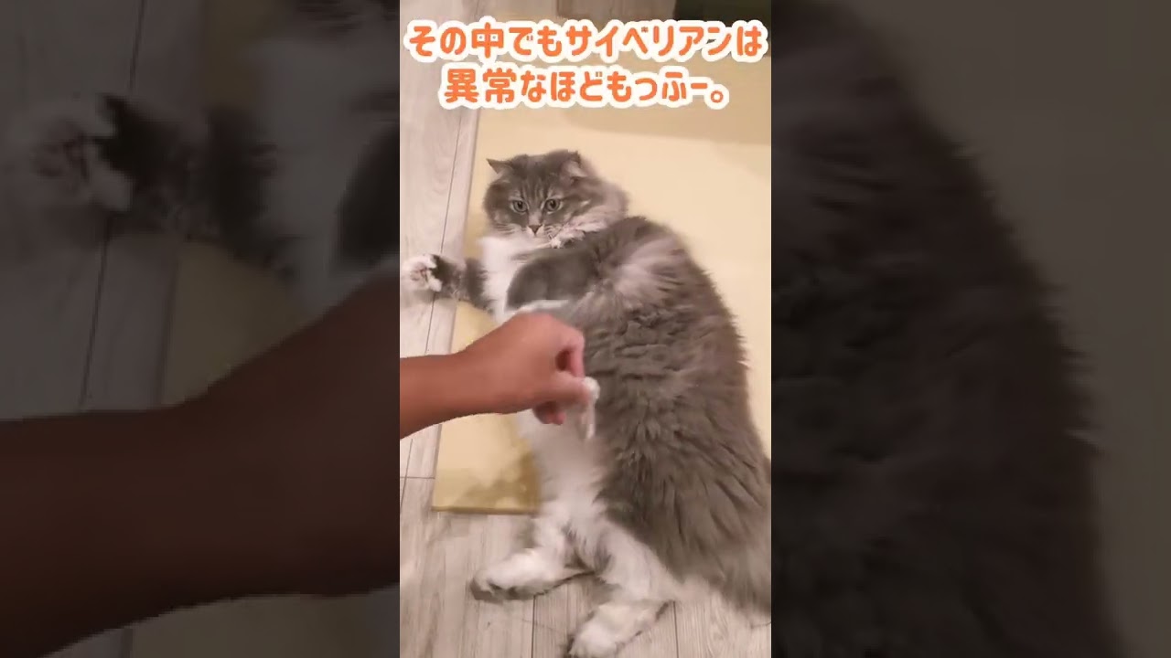 サイベリアン猫の異常なもふもふさ加減がよく分かるショート動画【サイベリアンのラフィ】#shorts