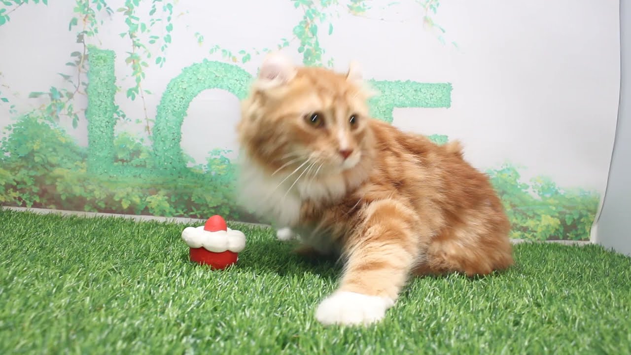 Coo&RIKU　No623598　アメリカンカール