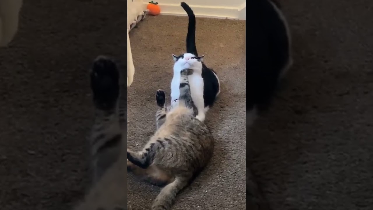 Cute cat | Funny kitten | Cute Max #cats #catlover #funnycats