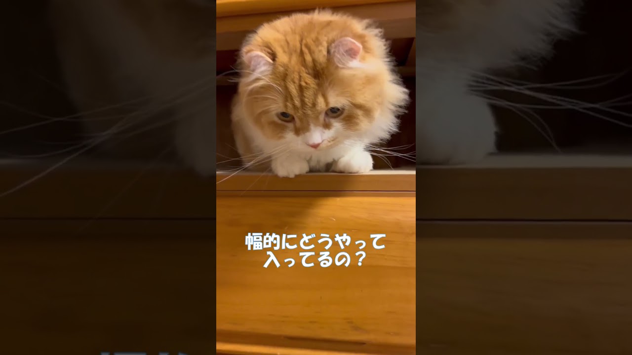 衣替えしてると #shorts  #猫 #アメリカンカール #cat