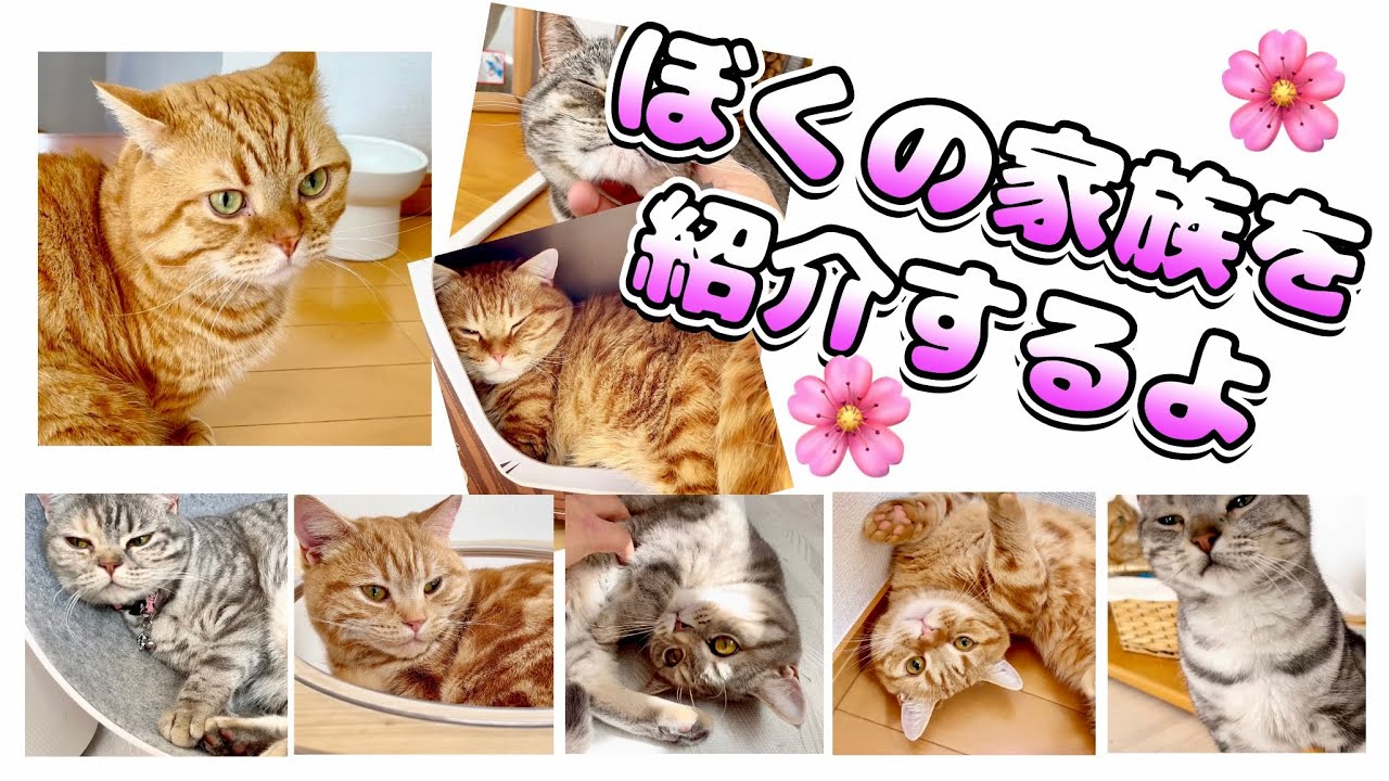 茶々パパ『ぼくの家族を紹介するよ！』