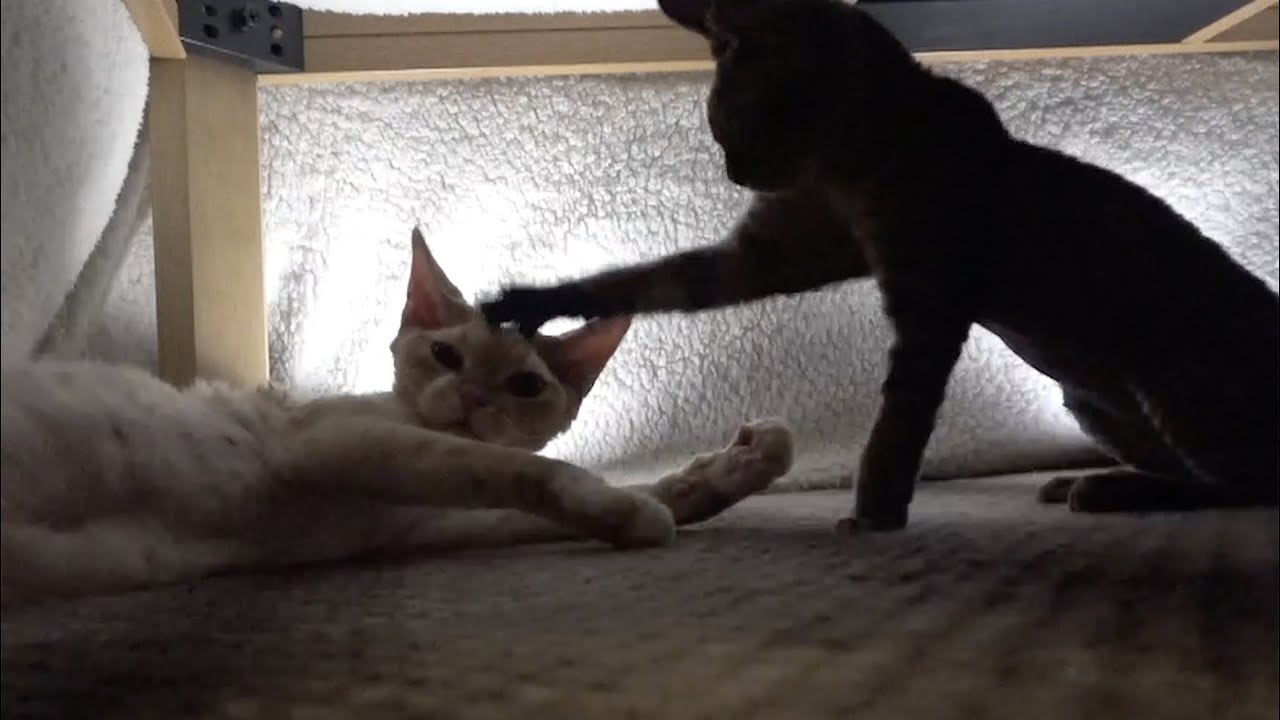 こたつで遊んでるデボン兄弟です。(Devon Rex brothers playing in the Kotatsu.)