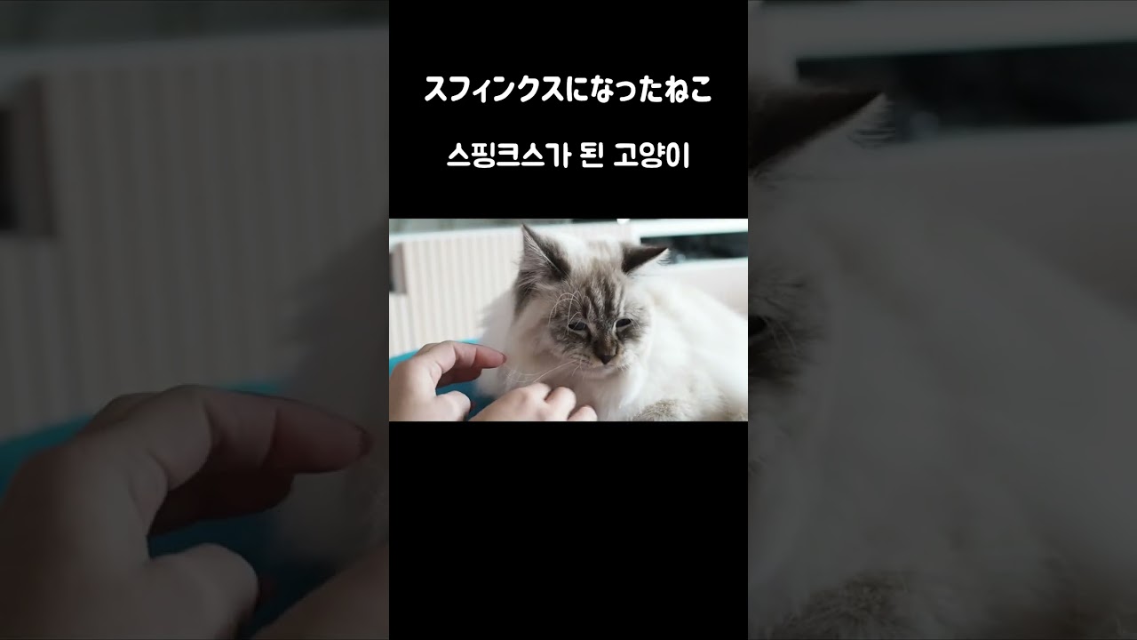 スフィンクスになったねこ #shorts #ねこ #고양이
