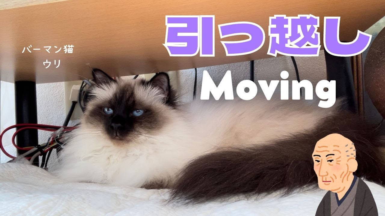 バーマン猫ウリ【引っ越し】Moving（バーマン猫）Birman/Cat