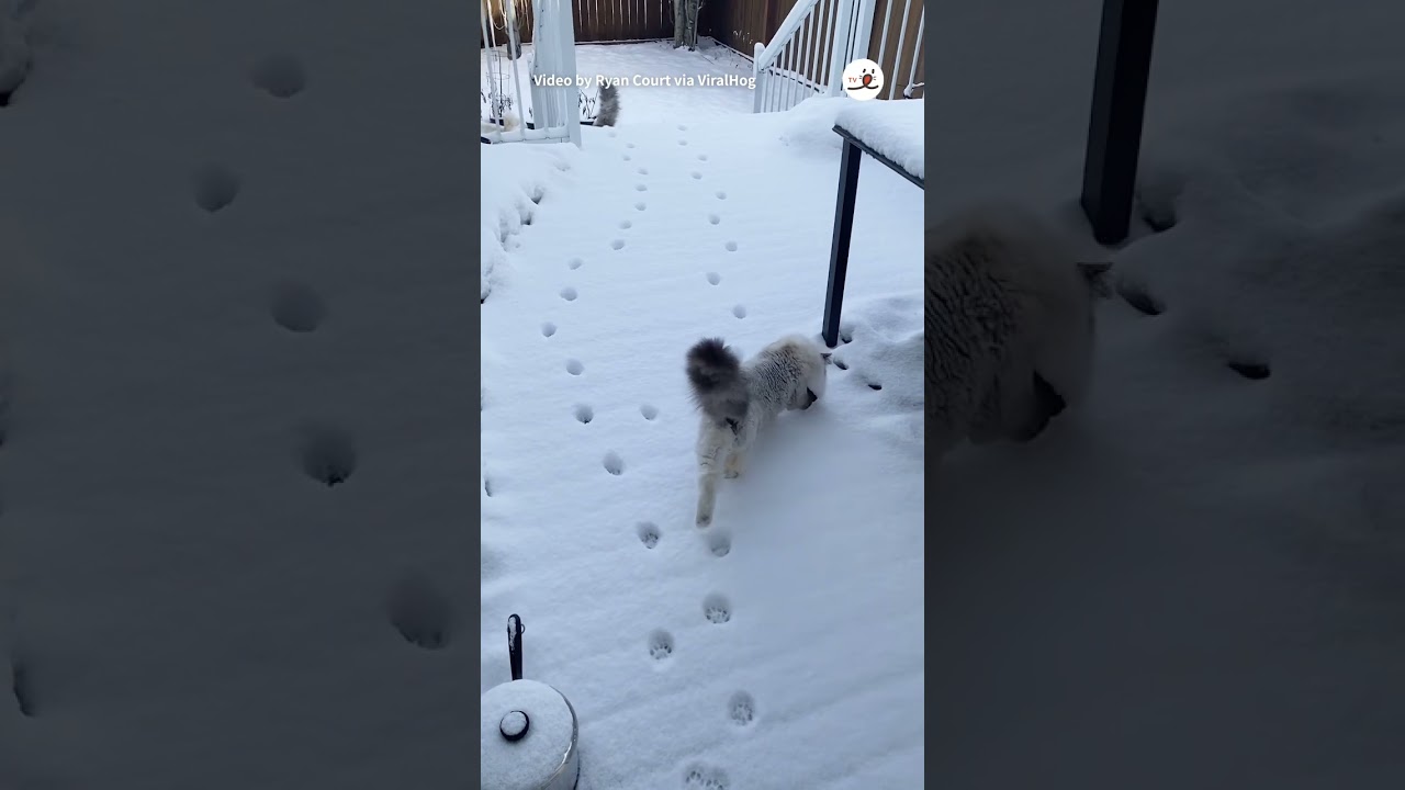 雪でキャットウォークな猫さん🐱仲間に置いていかれる❄️｜PECO #shorts