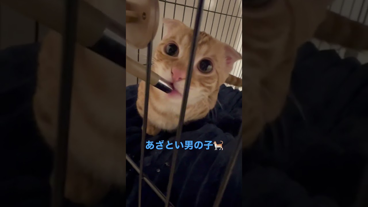 寄りかかるのはずるいじゃん〜 #キンカロー #猫 #子猫 #あざとい #猫のいる暮らし #cat #catlover #catvideos #고양이 #catlovers #catvideo