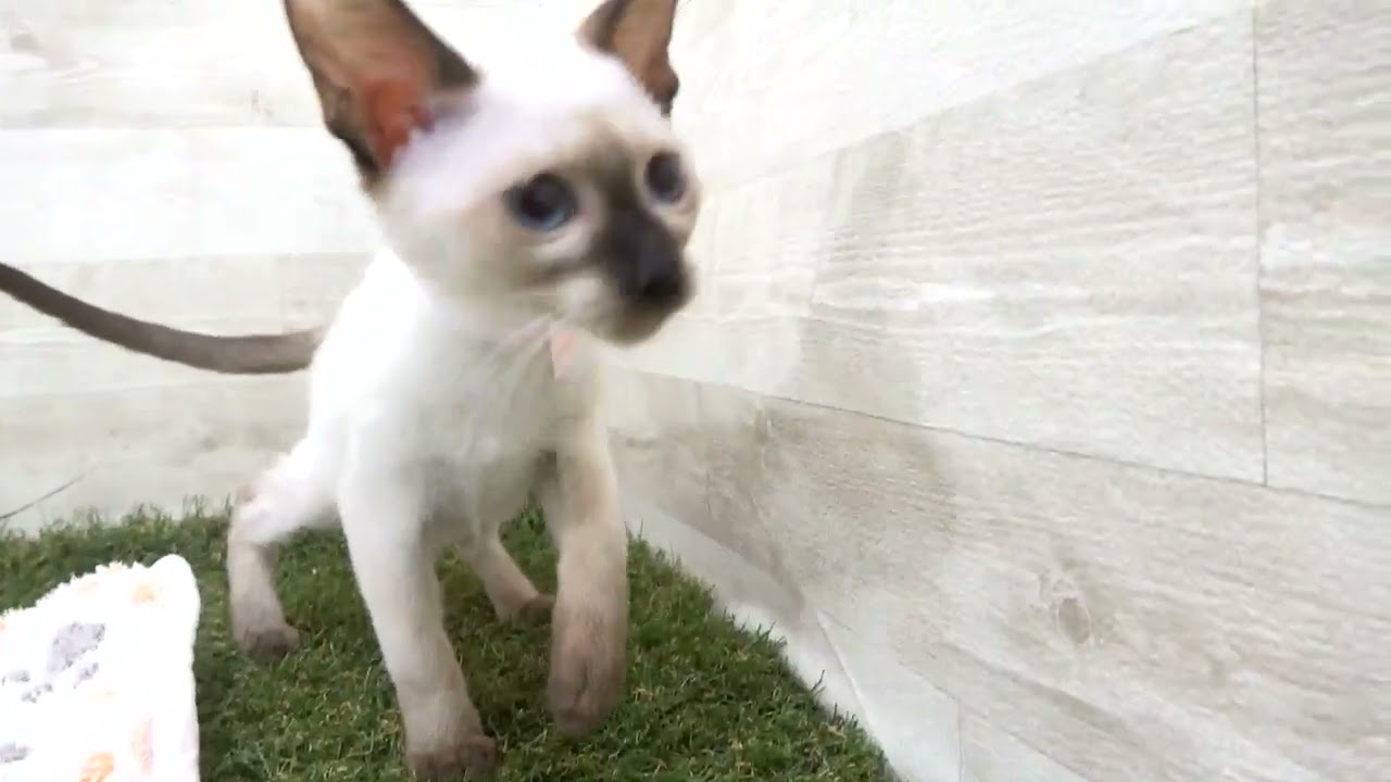 Coo&RIKU　No00615722 シャム