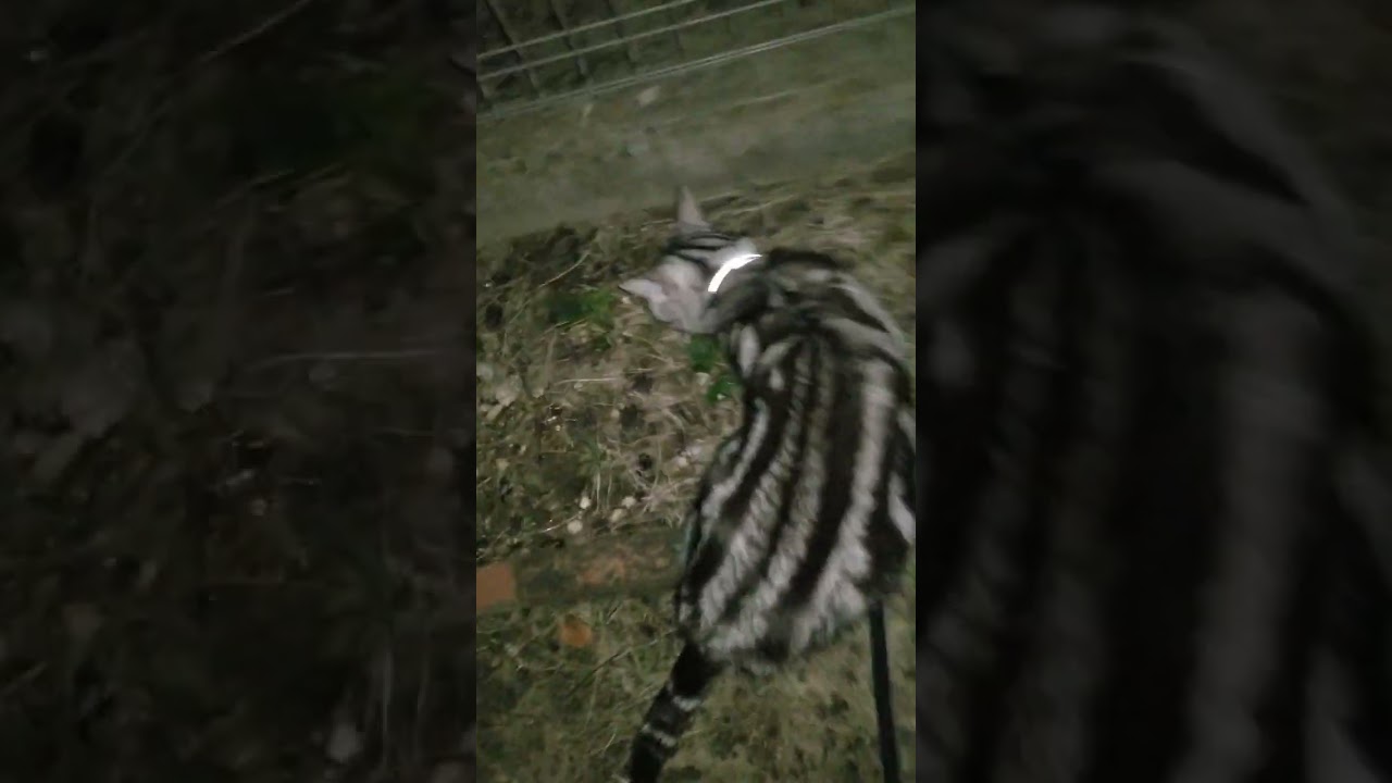 夜の猫ちゃんの目はすごい❗#アメリカンショートヘア #保護猫 #メインクーン