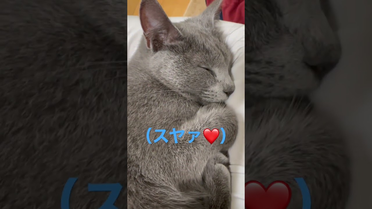 そらちゃんの可愛い寝顔（ロシアンブルー）#shorts