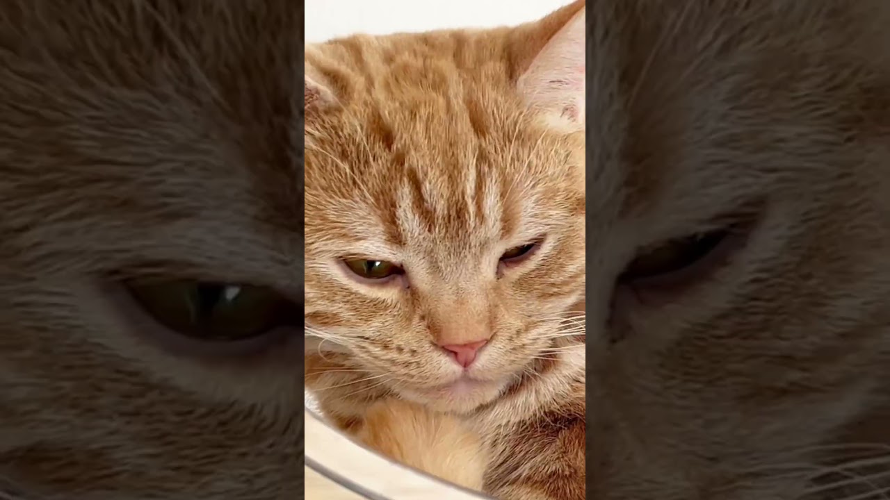 マンチカンの茶々ファミリー！ #shorts