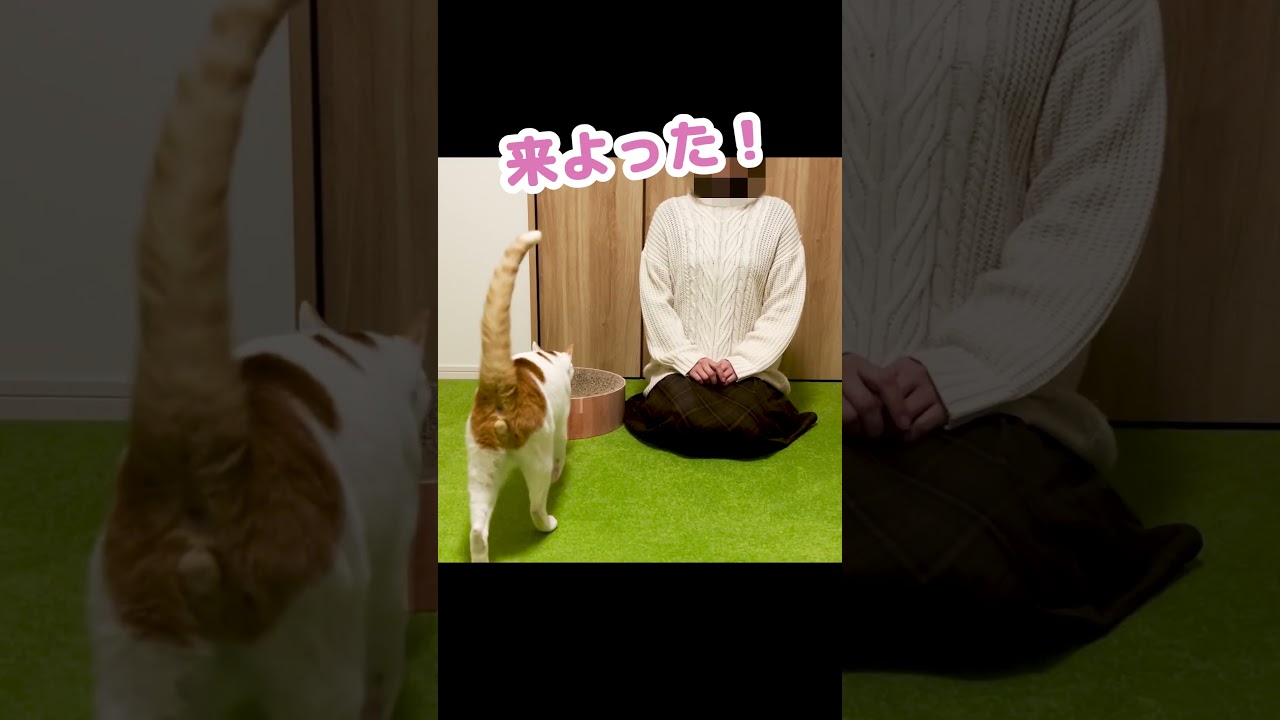 今日は大切なお話があります #Shorts