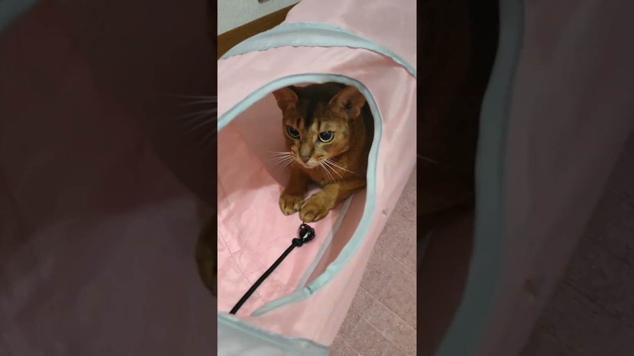 ネコ動画あび#674　#shorts　あびの毎日　アビシニアン　あびブログ