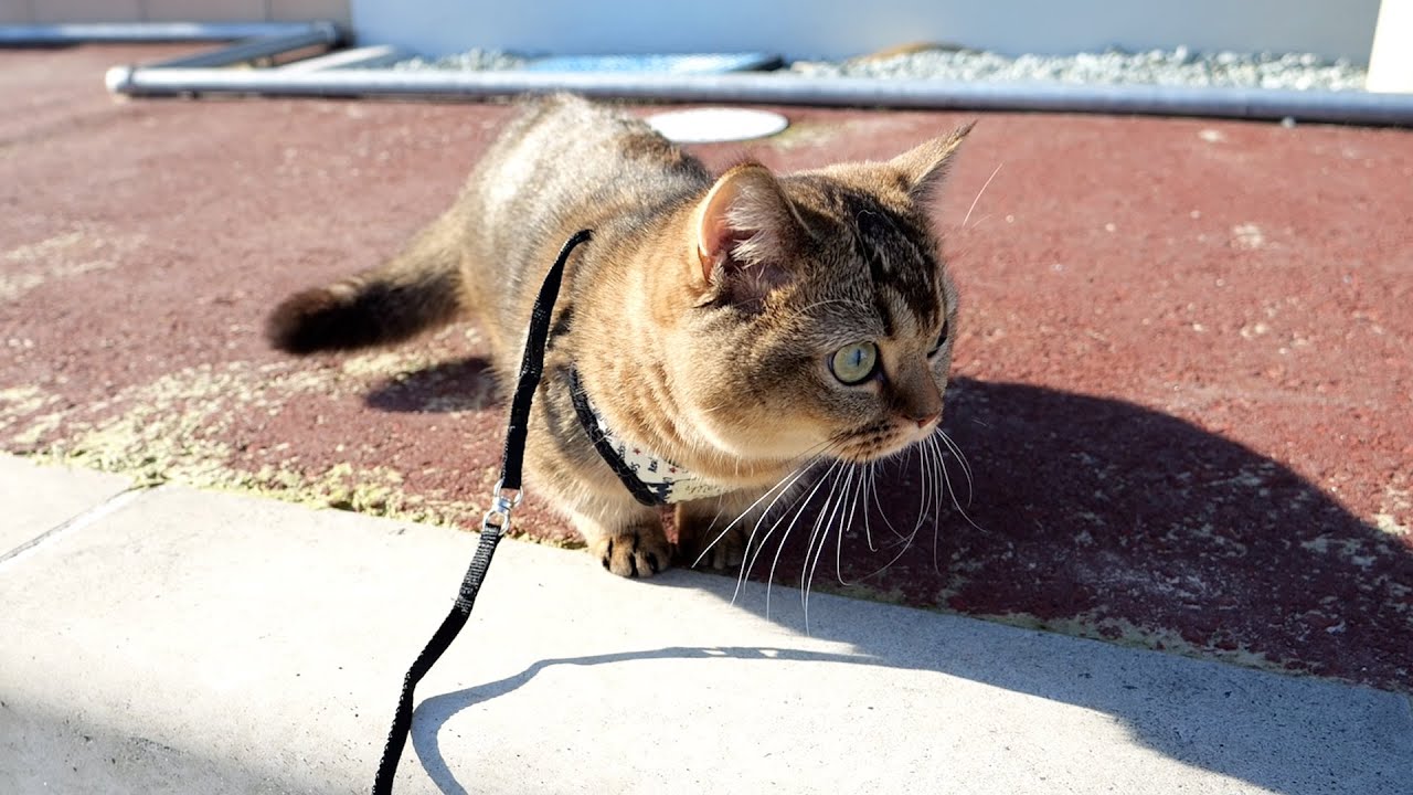 Kiki the kitten took a walk for the first time!