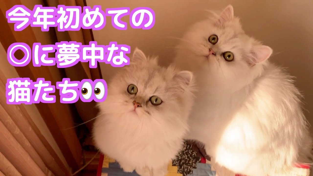 【ペルシャ猫】追いかけるのに夢中な猫たち