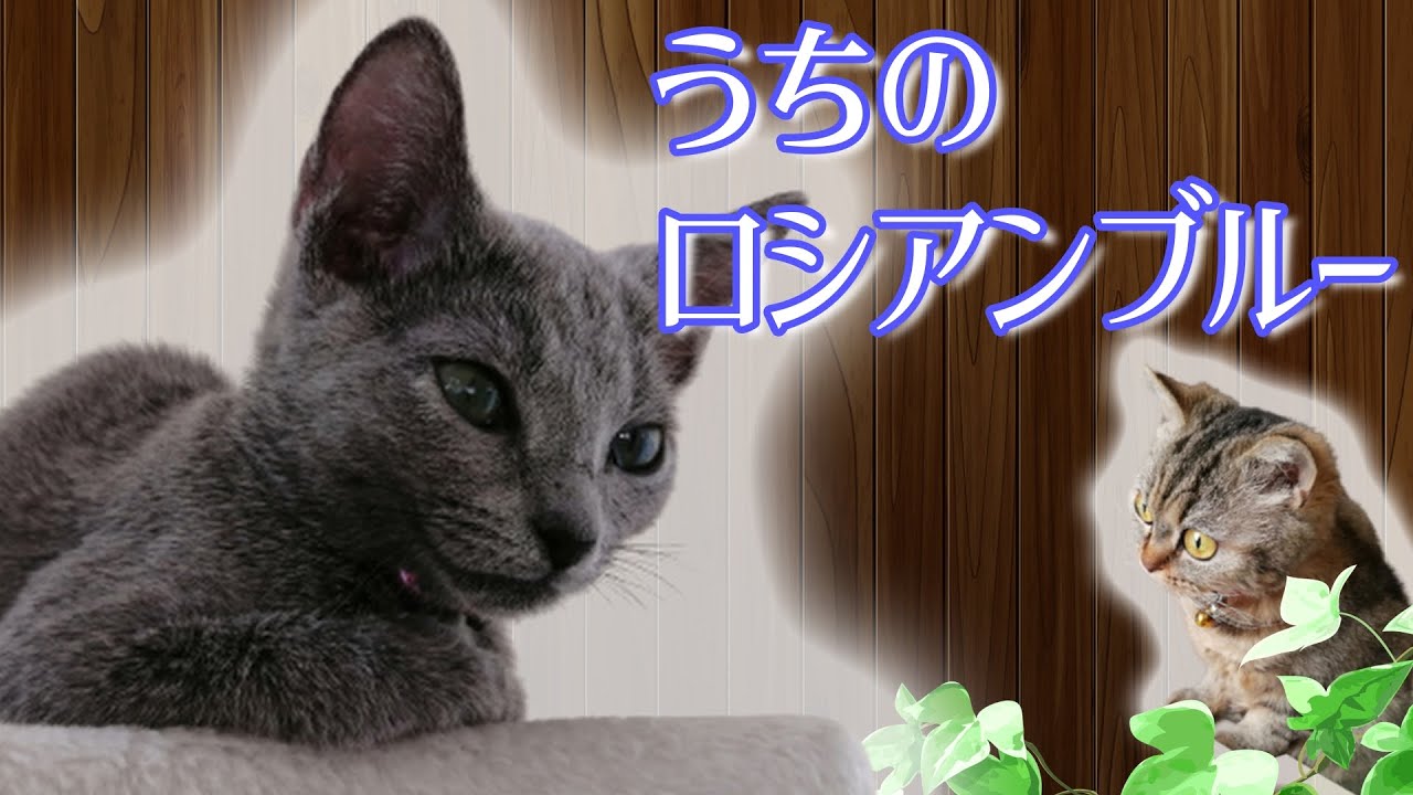 犬のような性格といわれている猫　ロシアンブルー