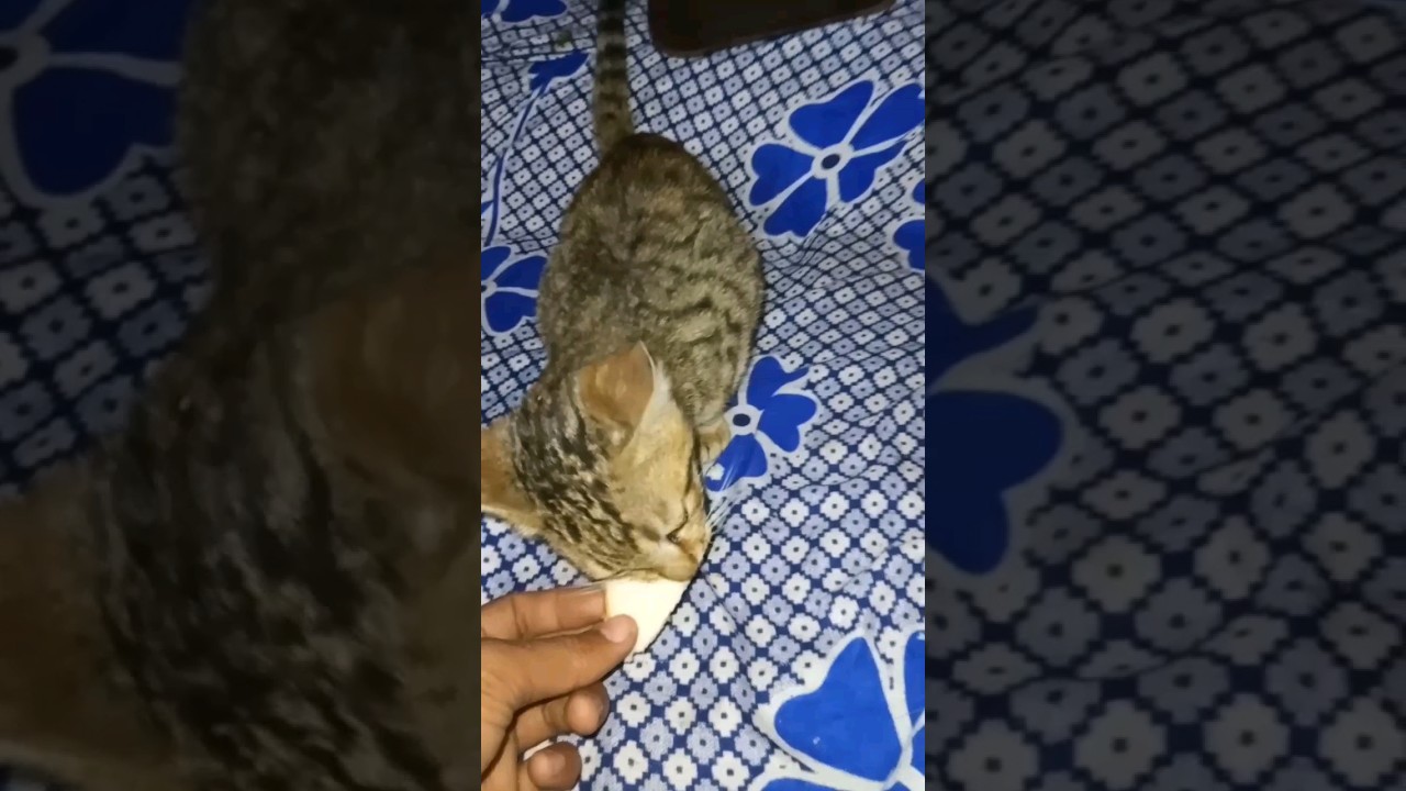 cat funny video। 💕💕💕👌👌🔥🔥cat nice video। #ytshorts #trending #shorts #short #viral