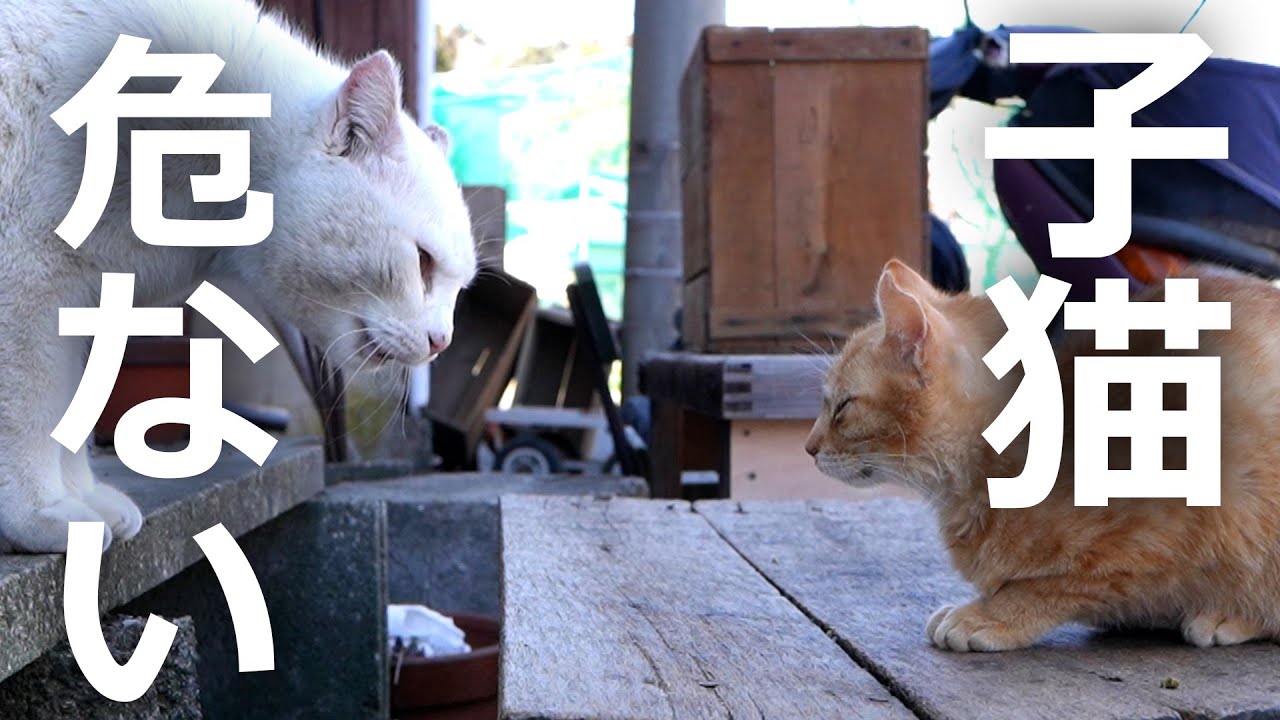 【白猫の激怒】子猫に睨み続けたその結果…