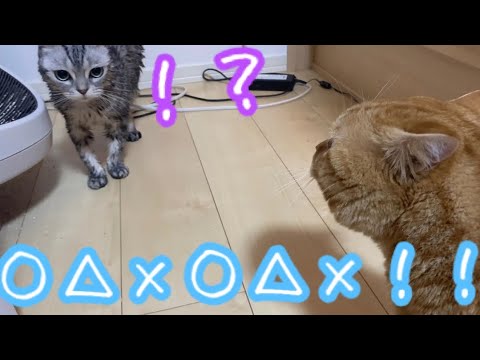 マンチカンの茶々くんが謎の言葉を喋った日。【猫の鳴き声】