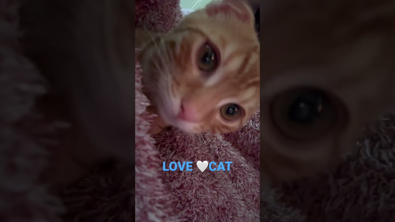 主に包まれるコモドン🐈 #キンカロー #猫 #子猫 #猫のいる暮らし #cat #catlover #catvideos #고양이 #catlovers #catvideo