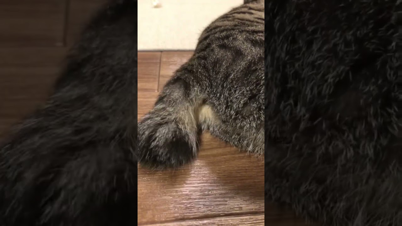 しっぽのふりふりが可愛すぎる猫