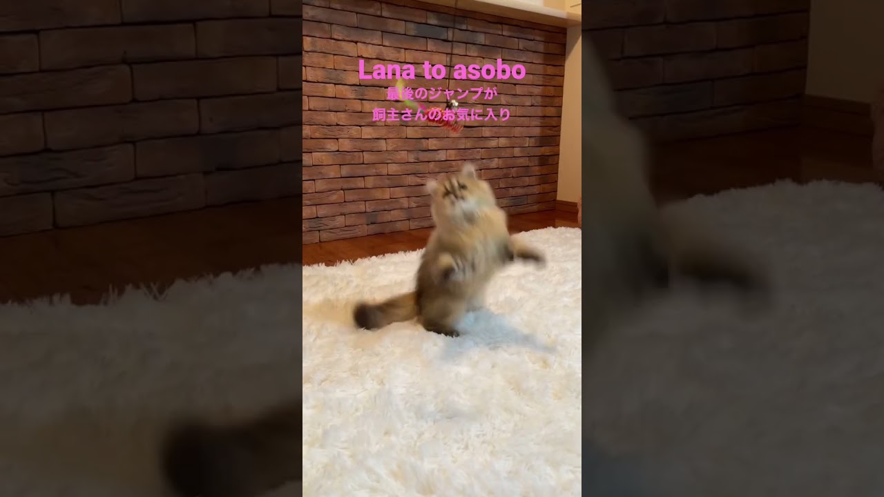 らなさんのジャンプ特集　#ペルシャ子猫 #cat