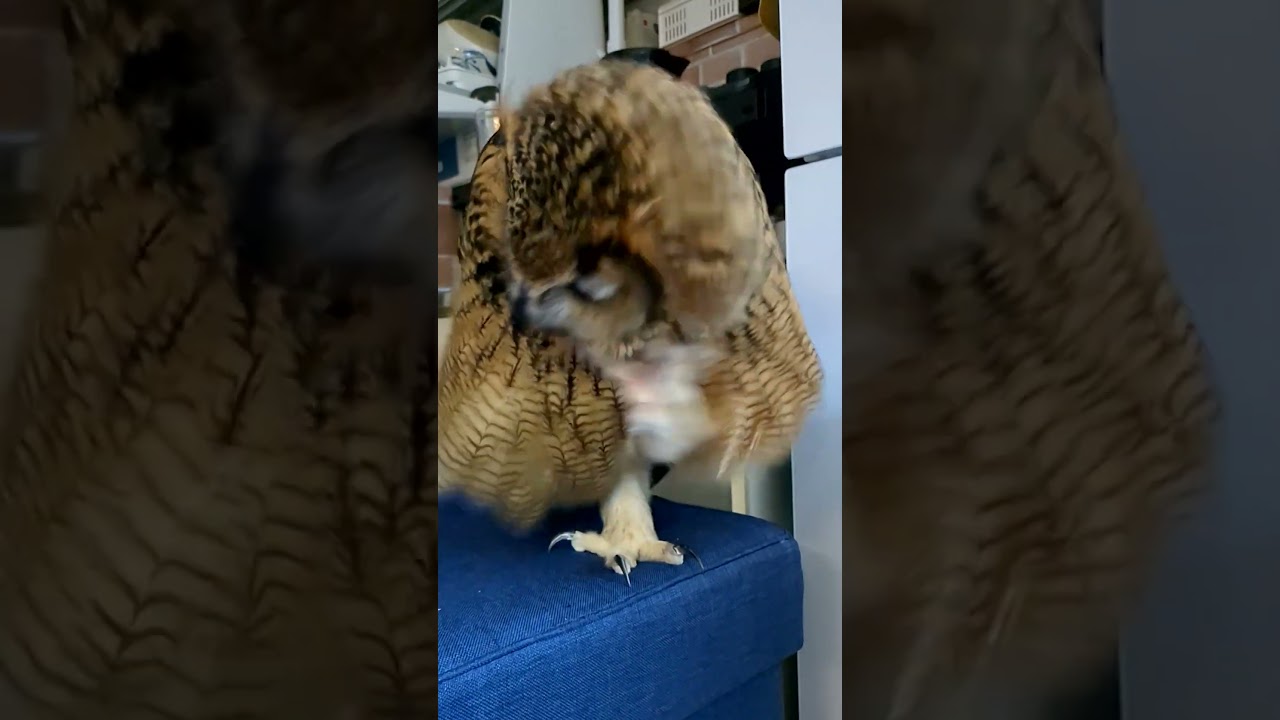 寝起きフクロウのカキカキ2連続(〇v〇) #shorts