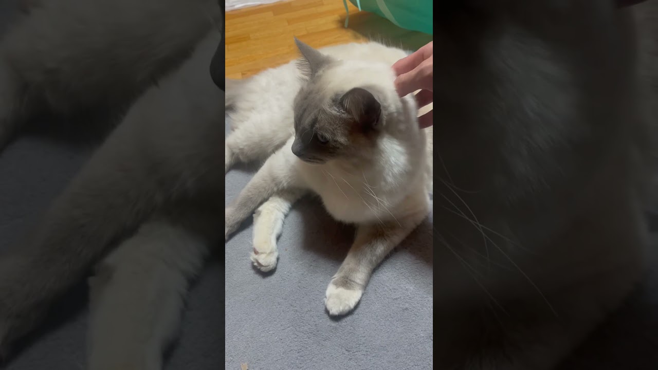 家にいる猫が可愛い 390日目#shorts